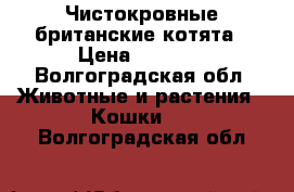 Чистокровные британские котята › Цена ­ 1 500 - Волгоградская обл. Животные и растения » Кошки   . Волгоградская обл.